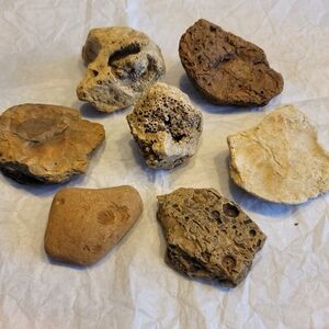 Ancient Authentic Fossils Lot Of 7 Natural Specimens